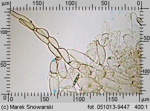 Alnicola escharoides (olszóweczka miodowożółta)