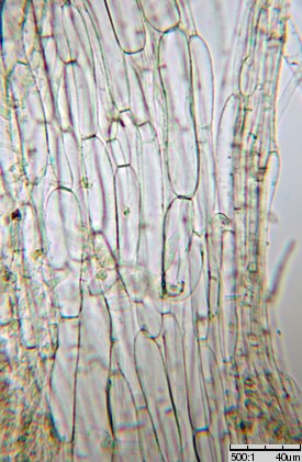 Alnicola escharoides (olszóweczka miodowożółta)