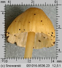 Unidentified-Cortinarius