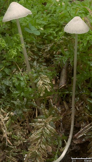 Mycena leptocephala (grzybówka chlorowonna)