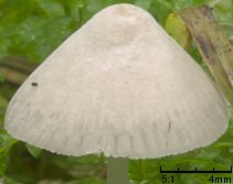 Mycena leptocephala (grzybówka chlorowonna)