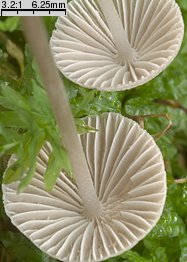 Mycena leptocephala (grzybówka chlorowonna)