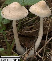 Inocybe whitei (strzępiak pomarańczowoczerwonawy)