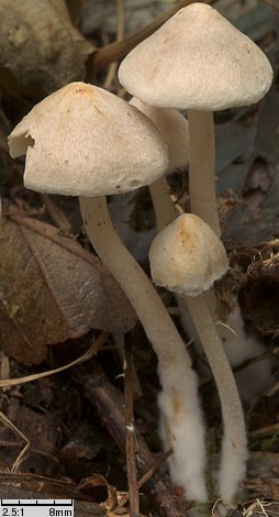 Inocybe whitei (strzępiak pomarańczowoczerwonawy)