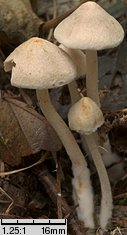 Inocybe whitei (strzępiak pomarańczowoczerwonawy)