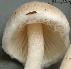 Inocybe whitei (strzępiak pomarańczowoczerwonawy)