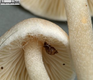 Inocybe whitei (strzępiak pomarańczowoczerwonawy)