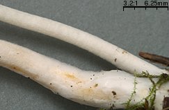 Inocybe whitei (strzępiak pomarańczowoczerwonawy)