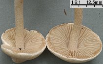 Inocybe whitei (strzępiak pomarańczowoczerwonawy)