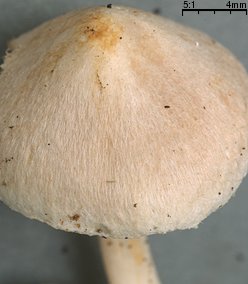 Inocybe whitei (strzępiak pomarańczowoczerwonawy)