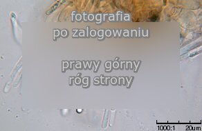 Alnicola scolecina (olszóweczka szerokoblaszkowa)