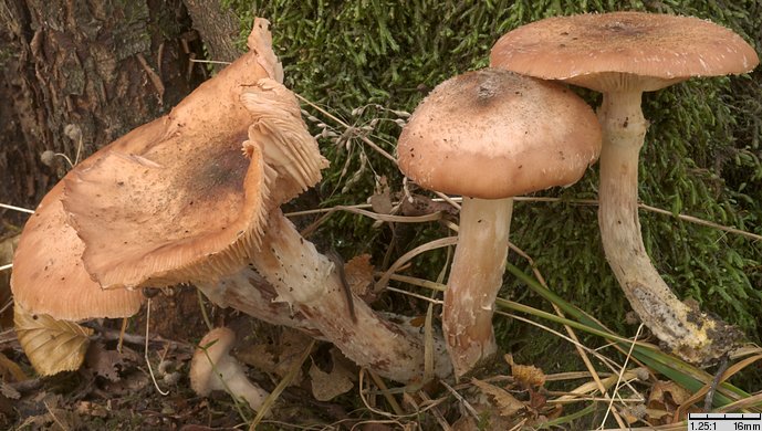 Armillaria lutea (opieńka żółtawa)