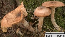 Armillaria lutea (opieńka żółtawa)