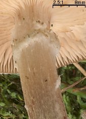 Armillaria lutea (opieńka żółtawa)