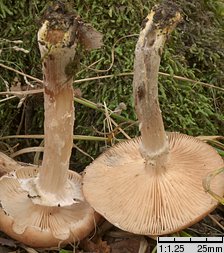 Armillaria lutea (opieńka żółtawa)