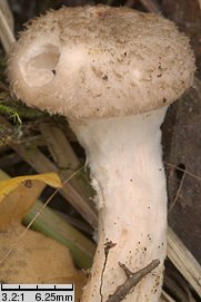 Armillaria lutea (opieńka żółtawa)