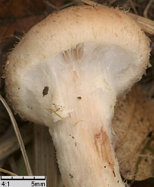 Armillaria lutea (opieńka żółtawa)