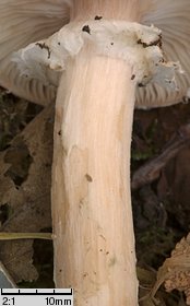 Armillaria lutea (opieńka żółtawa)