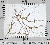 Bovista plumbea (kurzawka ołowiana)