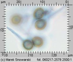 Bovista plumbea (kurzawka ołowiana)