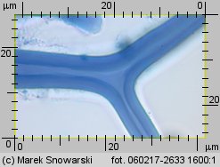 Bovista plumbea (kurzawka ołowiana)