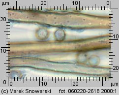 Bovista pusilla (kurzawka drobniutka)