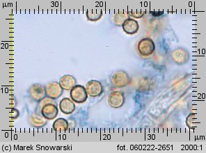 Lycoperdon pratense (purchaweczka spłaszczona)