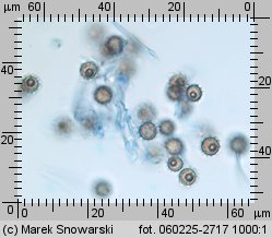 Lycoperdon echinatum (purchawka jeżowata)