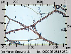 Lycoperdon (purchawka)