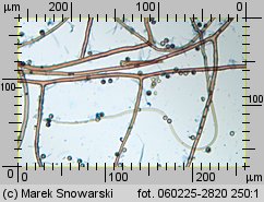 Lycoperdon (purchawka)