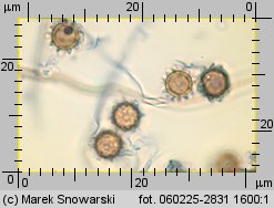 Lycoperdon (purchawka)