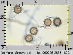 Lycoperdon (purchawka)