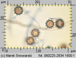 Lycoperdon (purchawka)