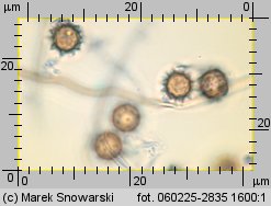 Lycoperdon (purchawka)