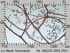 Lycoperdon (purchawka)