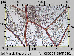 Lycoperdon (purchawka)