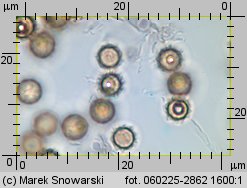 Lycoperdon (purchawka)