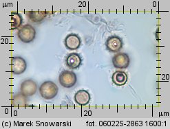 Lycoperdon (purchawka)