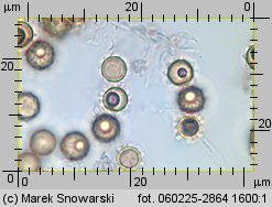 Lycoperdon (purchawka)