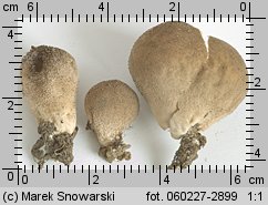 Lycoperdon (purchawka)