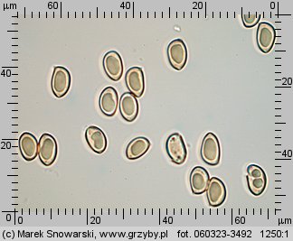 Inocybe whitei (strzępiak pomarańczowoczerwonawy)