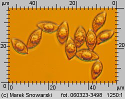 Alnicola escharoides (olszóweczka miodowożółta)