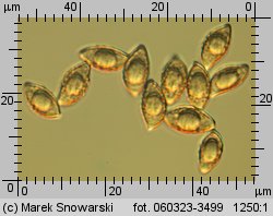 Alnicola escharoides (olszóweczka miodowożółta)