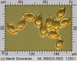 Alnicola escharoides (olszóweczka miodowożółta)