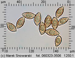 Alnicola escharoides (olszóweczka miodowożółta)