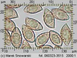 Alnicola escharoides (olszóweczka miodowożółta)