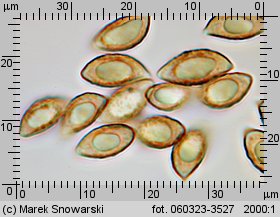 Alnicola escharoides (olszóweczka miodowożółta)