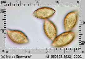 Alnicola scolecina (olszóweczka szerokoblaszkowa)