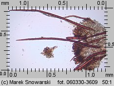 Scutellinia trechispora (włośniczka szorstkozarodnikowa)