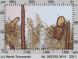 Scutellinia trechispora (włośniczka szorstkozarodnikowa)